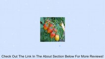 50 Heirloom Artisan Blush Tiger Tomato Seeds Review