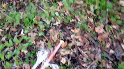 Man vs wild with Bear Grylls (Parody)