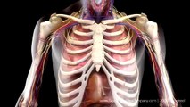 Medical Animation HD | Science Picture Company | Demo Reel 2009