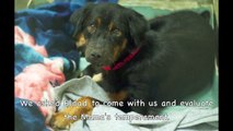 They Went to the Shelter to Rescue 6 Puppies - But Watch What Happens When They Get There