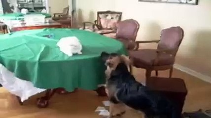 Chien et chat l'amour fou depuis la nuit des temps
