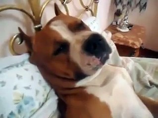 Ce chien n'a pas le droit de monter sur le lit, règle qu'il vient de transgresser d'une drôle de manière !