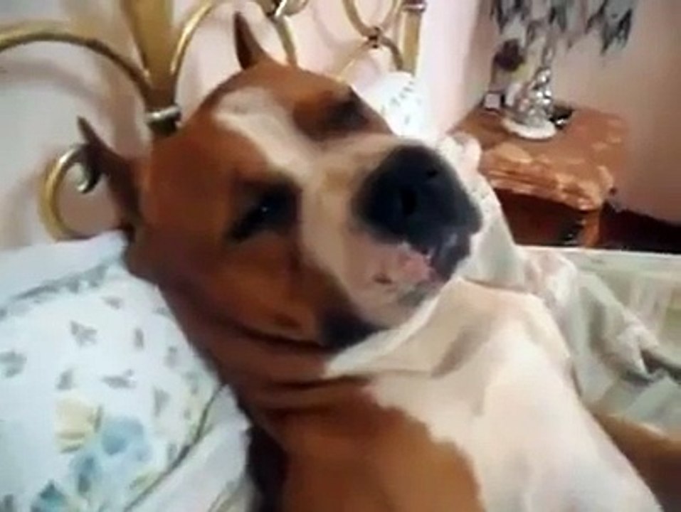 Ce chien n'a pas le droit de monter sur le lit, règle qu'il vient de transgresser d'une drôle de manière !