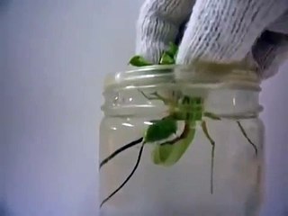 Parasite Comes Out of Praying Mantis