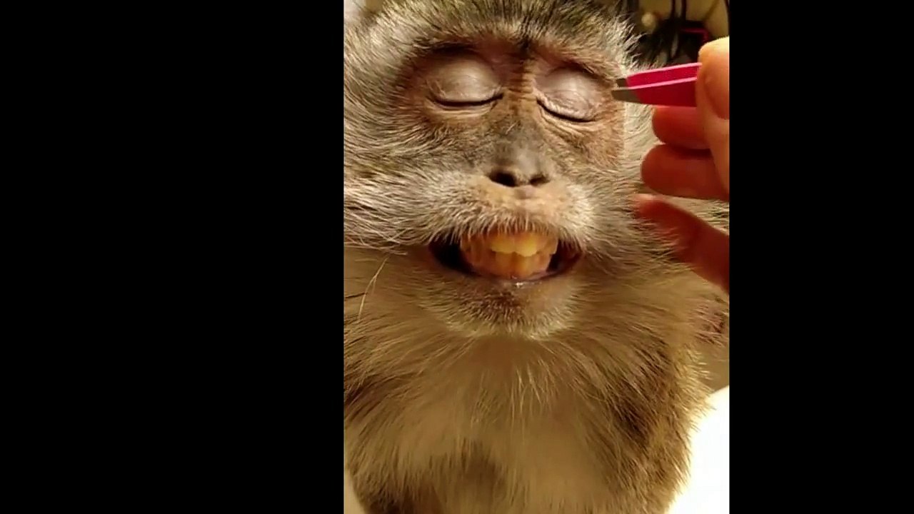 Monkey putting on makeup