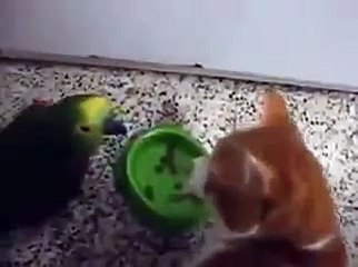 Funny animal fight funny pet parrot fight with cat.