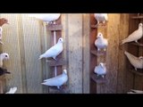 white racing pigeons  الزاجل العراقي الابيض