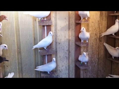 white racing pigeons الزاجل العراقي الابيض