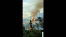 Imagens mostram incêndio em árvores em Jardim Camburi