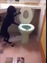 Cachorro bom é cachorro treinado