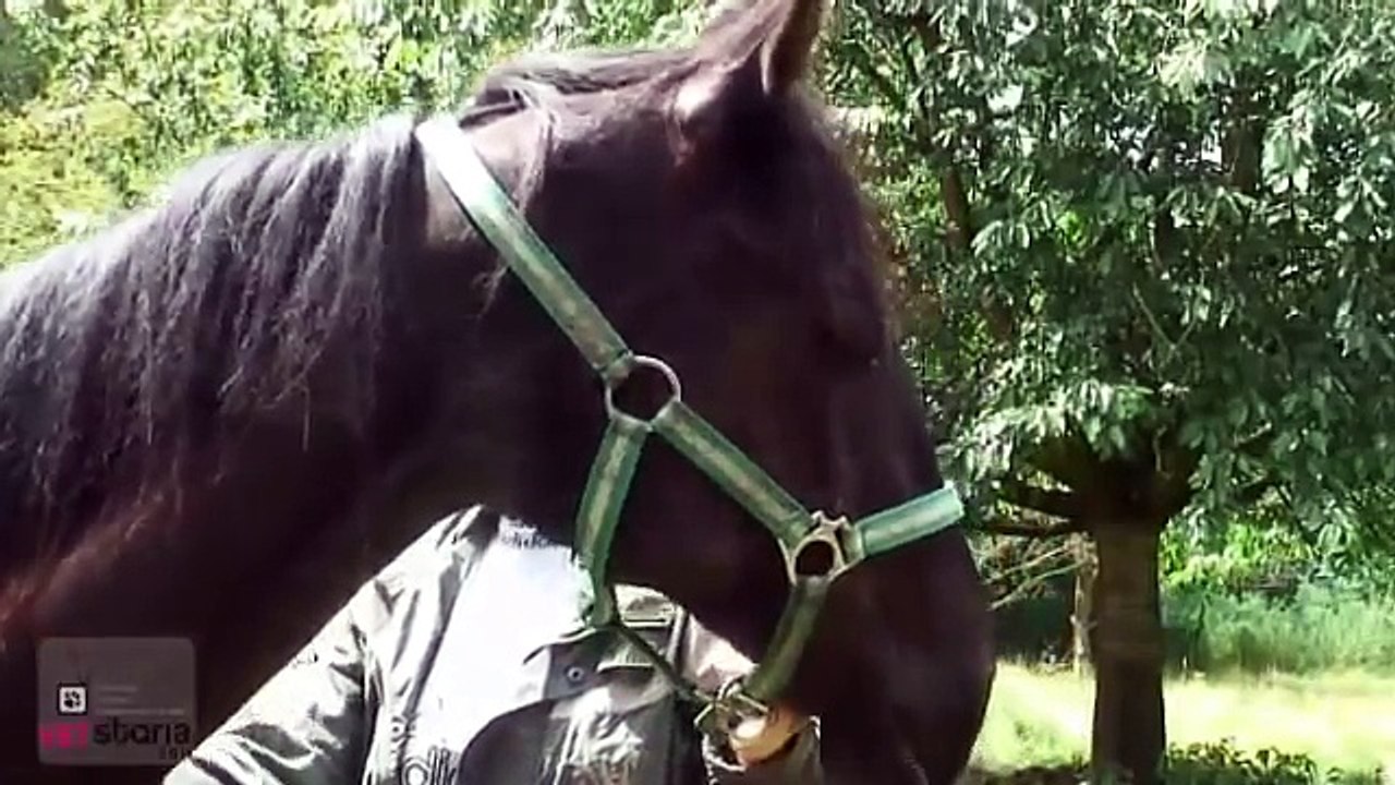 Strangles in Horses