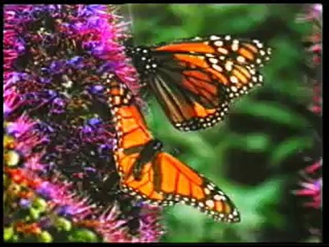 The Miraculous Migration of Monarch Butterflies