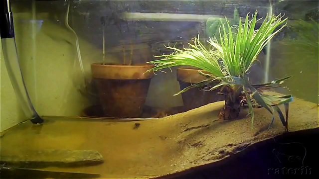 fiddler crab molting (shedding) shell in my new crabquarium
