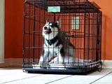 Siberian Husky Puppy HATES his crate