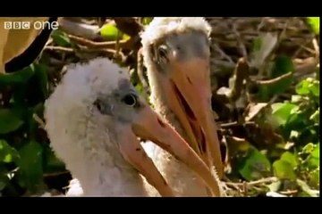 Hilarious British Animal Voiceovers