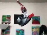 Tui the African Grey Parrot great talking and playing: Funny antics