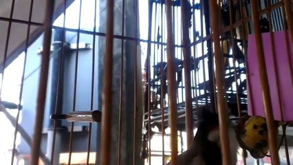 Chào mào tuyển hót hay đỉnh luôn