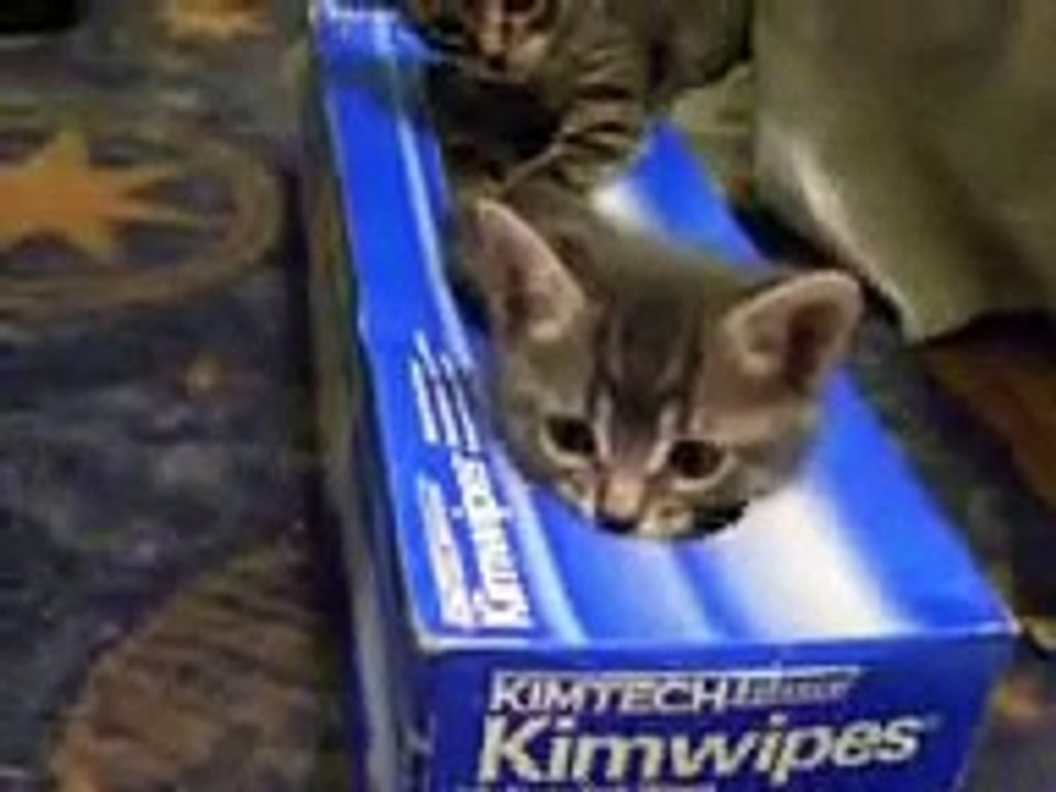 猫 爆笑動画