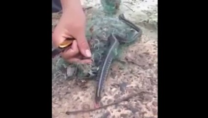 Trapped Snake Thanks It's Rescuers With A Surprise