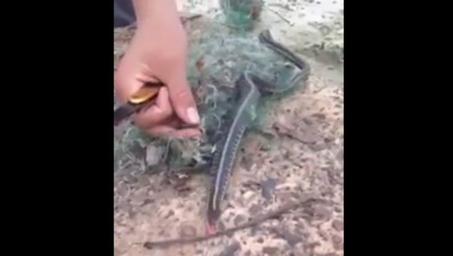 Trapped Snake Thanks It's Rescuers With A Surprise