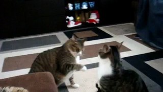 My Fat Cats Fighting