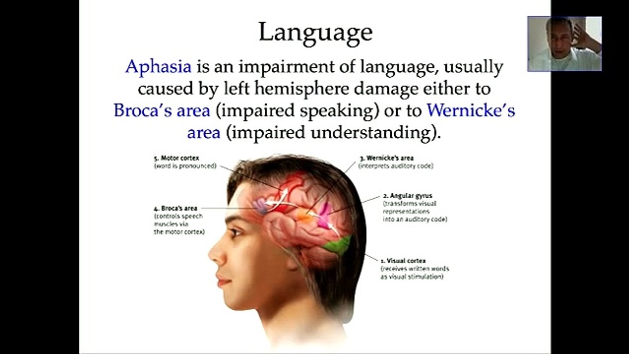 Language & the Brain