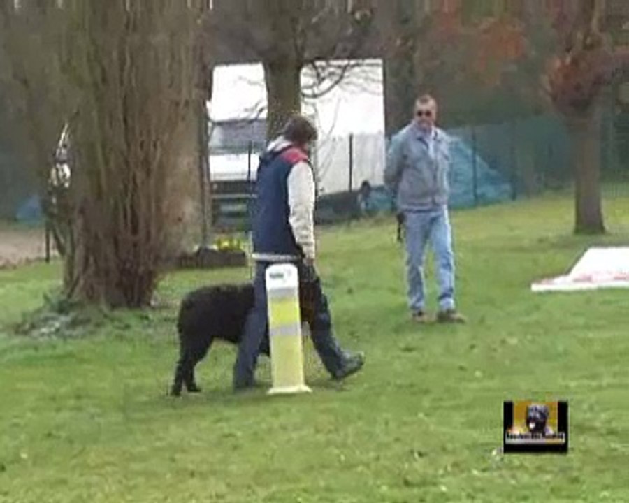 French ring Brevet - Buddy de la Velerie - Bouvier des Flandres