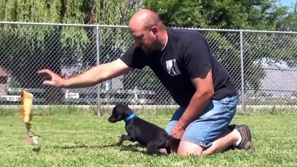 Training Doberman puppies