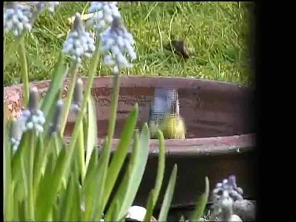 Splish-Splash i,am taking a bath