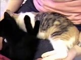 Puma and Pumpkin sleeping (cute cats funny kittens)