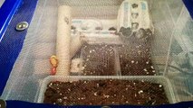 How to Breed Crickets Fast Easy Cheap!