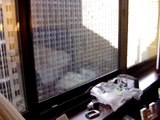 Sheraton Hotel & Towers New York (Room Video)