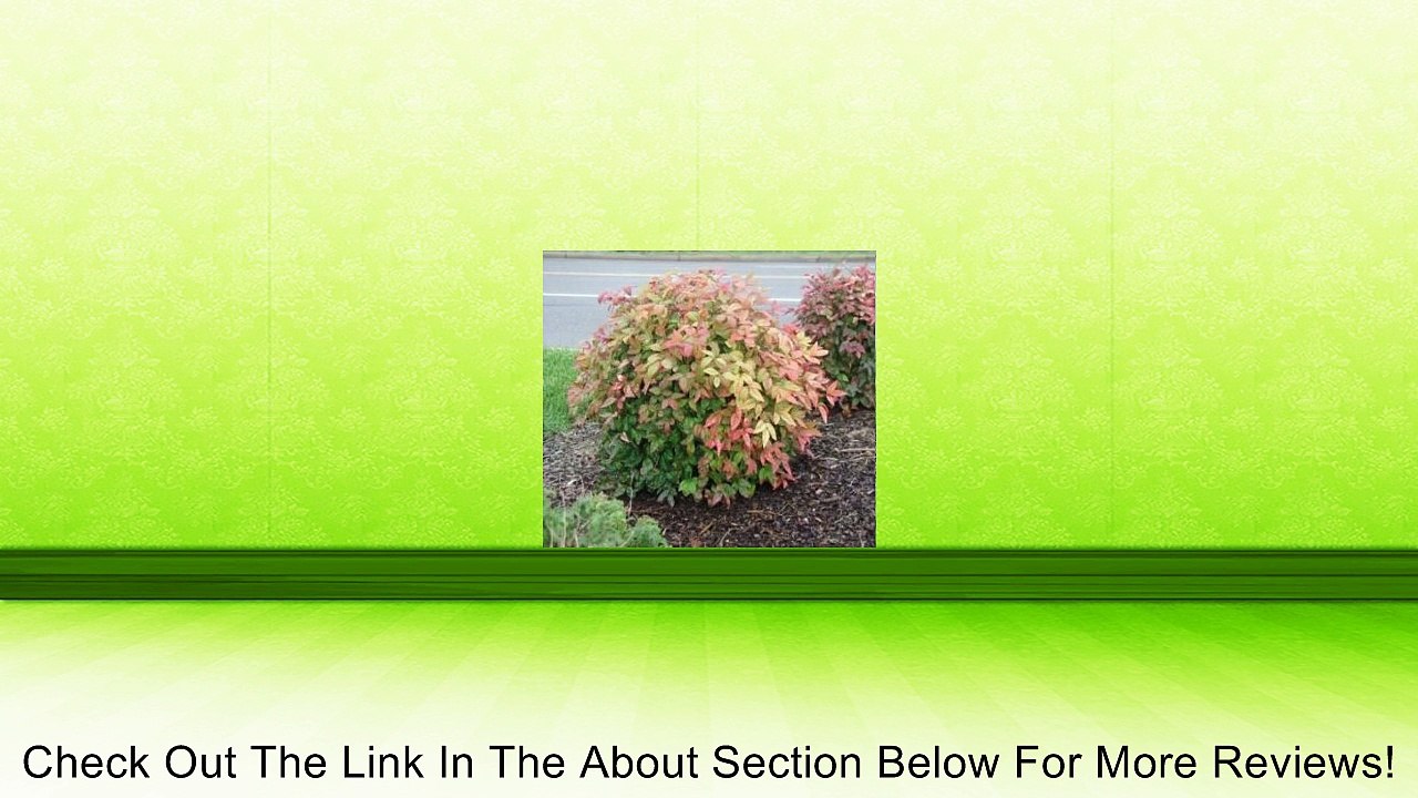 Firepower (Dwarf) Nandina Heavenly Bamboo Plants (1 Gallon) Review