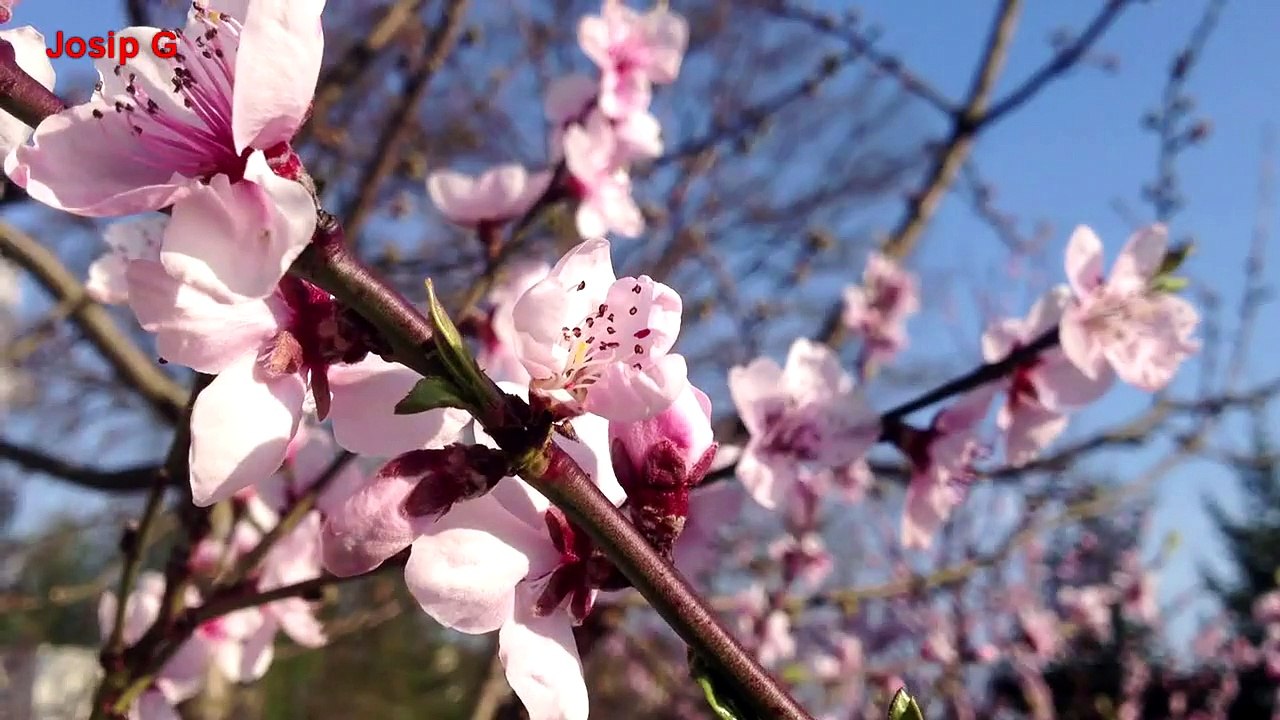 Spring Is Coming