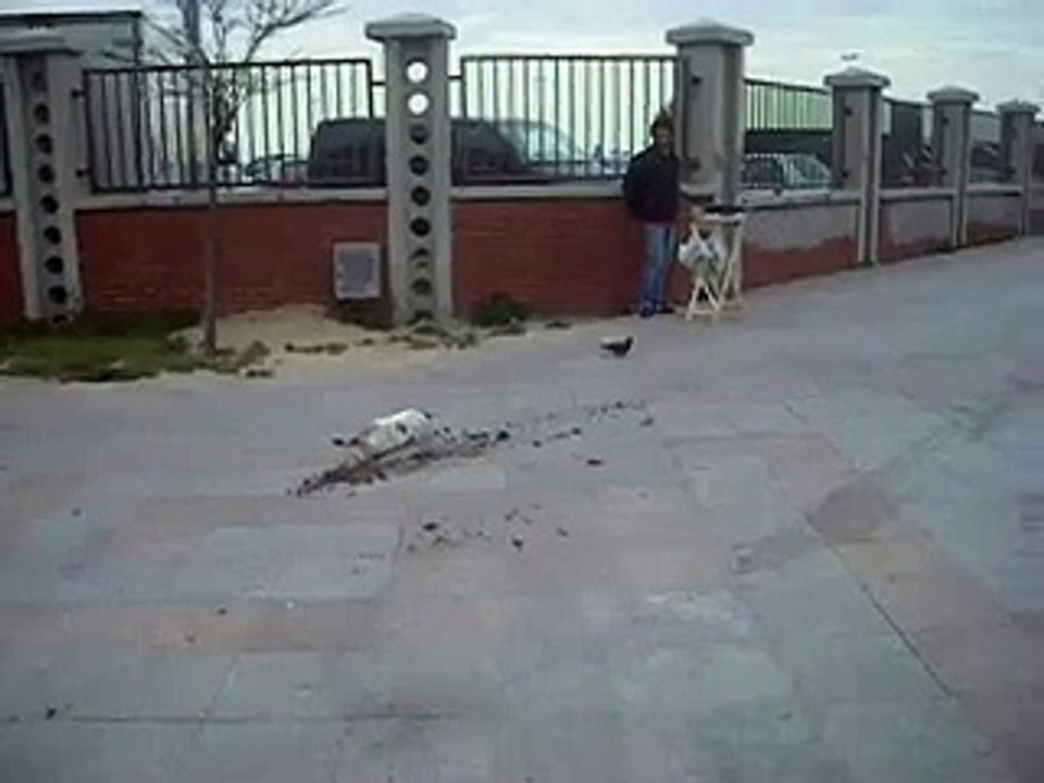 Cat Faces with Disappointment After Missing His Target