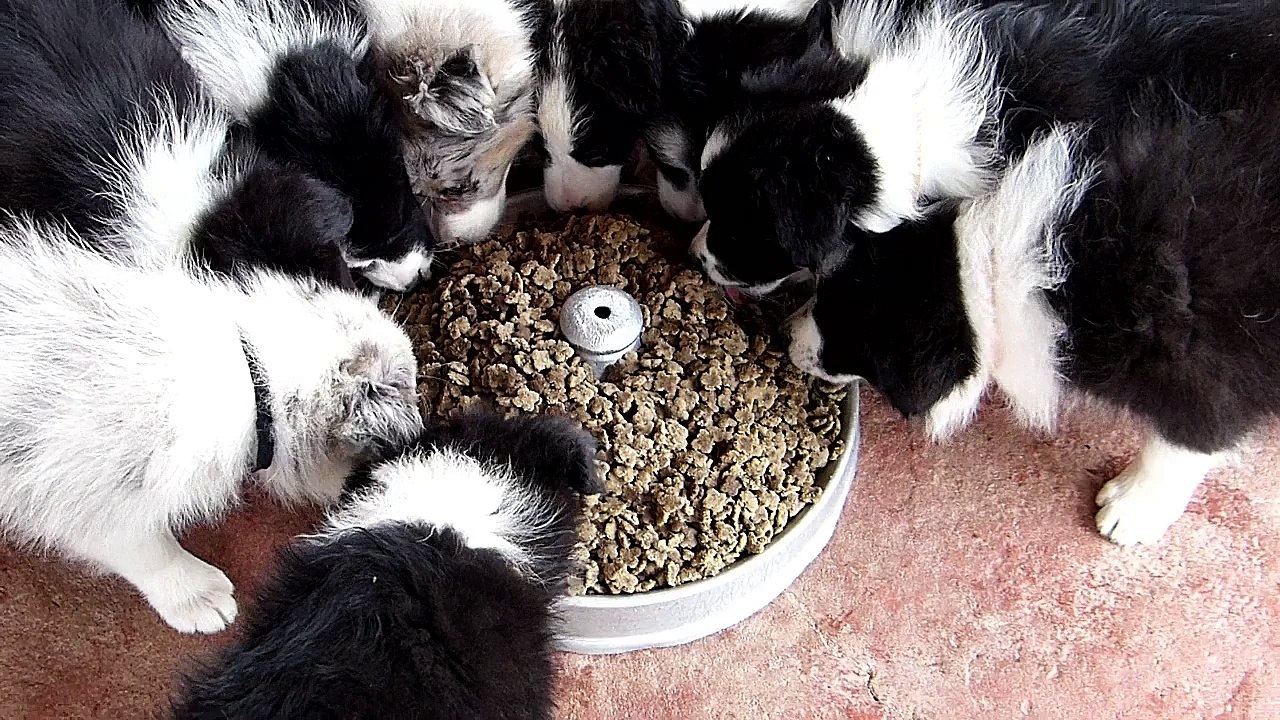 Mafalda's Border Collie - Cachorros Lenka & Indi   24-04-15