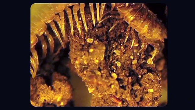 Vie et mort des sols par Lydia et Claude Bourguignon, micro-biologistes des sols