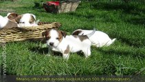 MILANO,    JACK RUSSELL CUCCIOLI