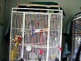 Casey Jones Timneh African Grey Talking -- Weather Report