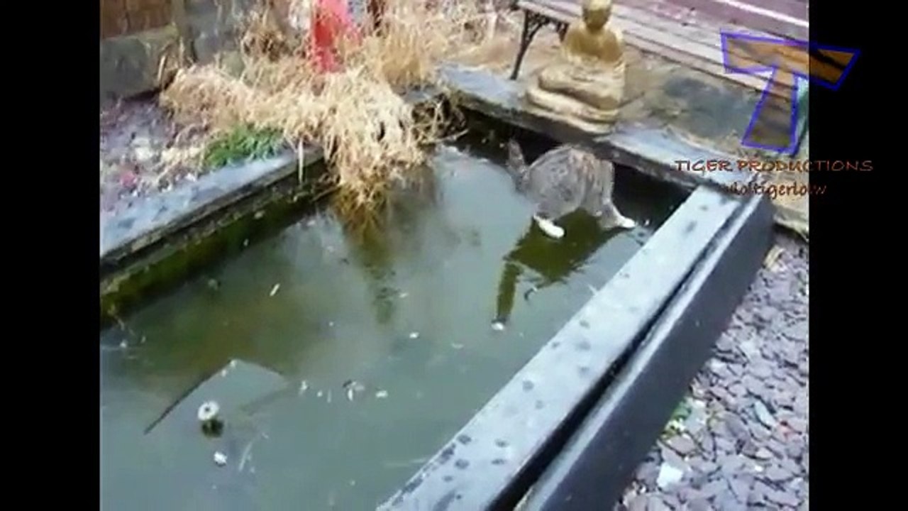 Funny Animal