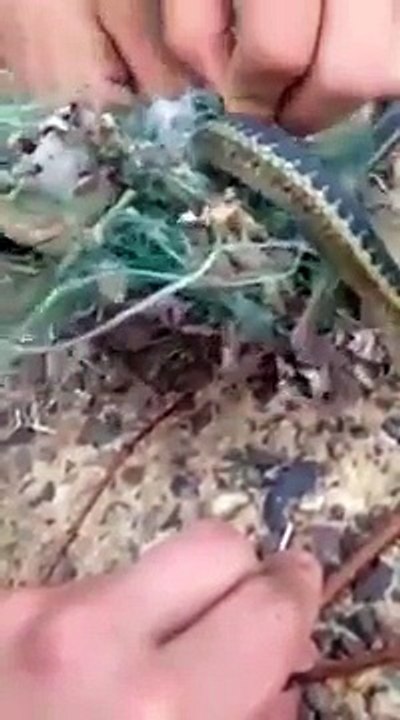 Il sauvent un serpent pris au piège et seront surpris de la suite !