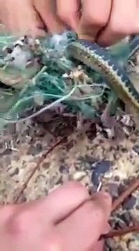 Il sauvent un serpent pris au piège et seront surpris de la suite !
