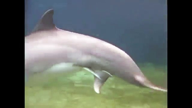 Il filme un dauphin au fond de l’eau et assiste à la naissance imprévue d’un bébé dauphin