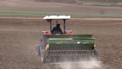 Astronot Yiyeceği "Kinoa" Kırıkkale'de de Yetişecek