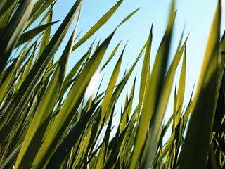 br cr gr fr tr pr dr - Phonics - Consonant Blends