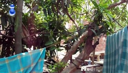 Short Village Documentary