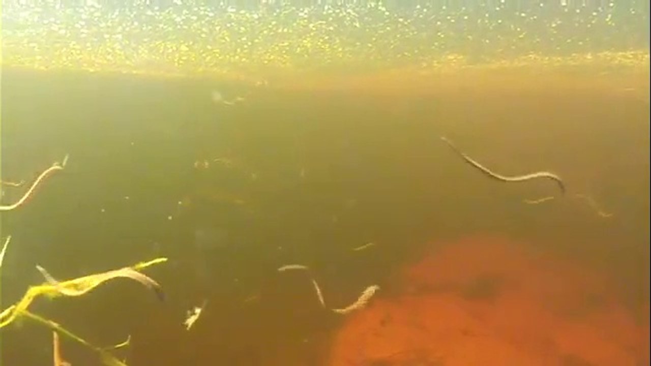 Horrible : un plan d’eau infesté de sangsues