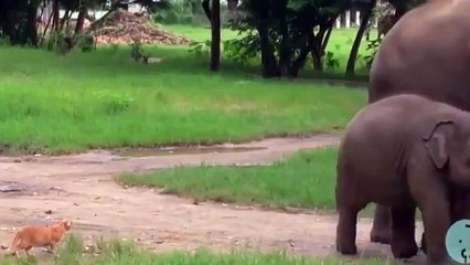 When baby elephant meet a cat