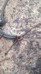 Un serpent offre un cadeau à ses sauveurs