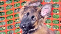 Bad Breeders and what happens to the puppies German Shepherd